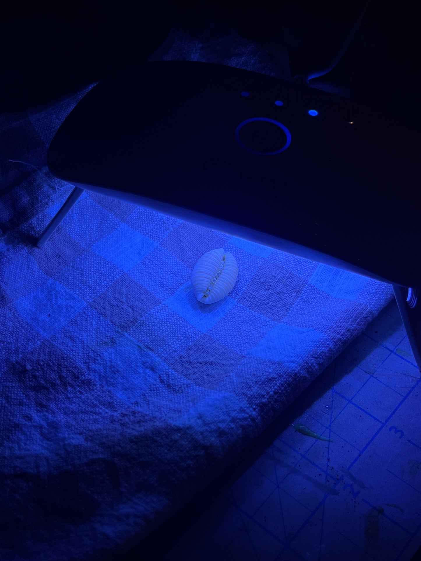 Granulated Cowrie Ring RTS