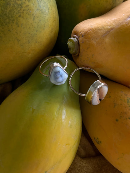 Hawaiian Money Cowrie Gold Ring